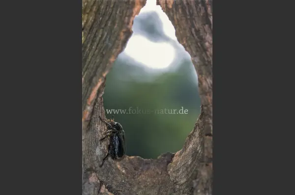 Fokus-Natur Bild