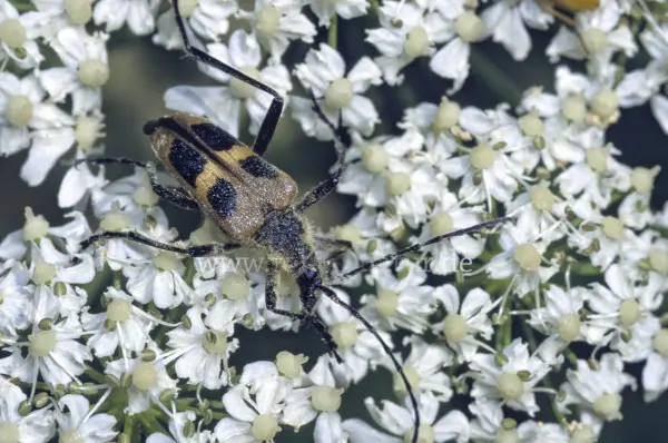 Fokus-Natur Bild