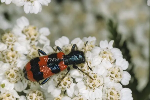 Fokus-Natur Bild