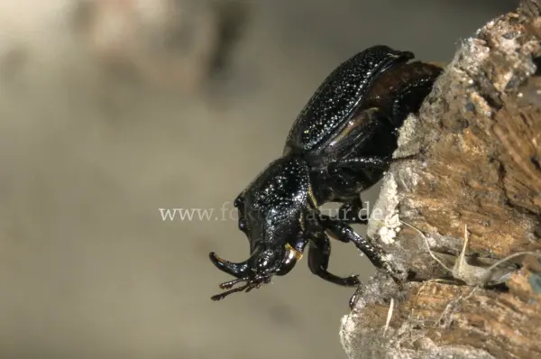 Fokus-Natur Bild