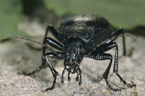 Fokus-Natur Bild