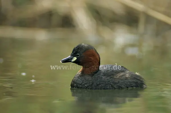 Fokus-Natur Bild