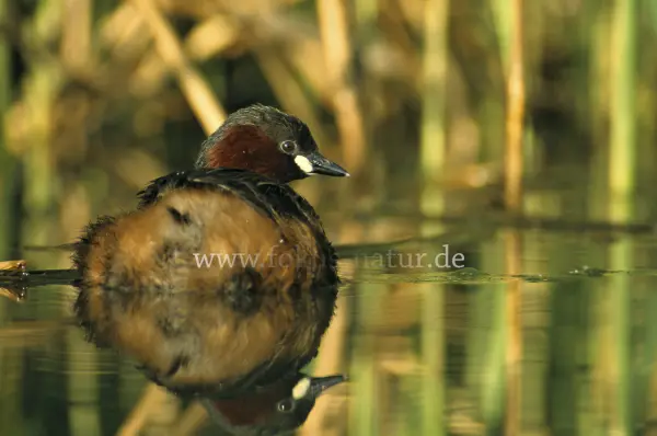 Fokus-Natur Bild