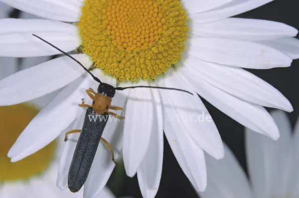 Fokus-Natur Bild