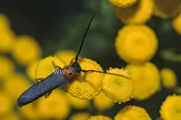 Fokus-Natur Bild