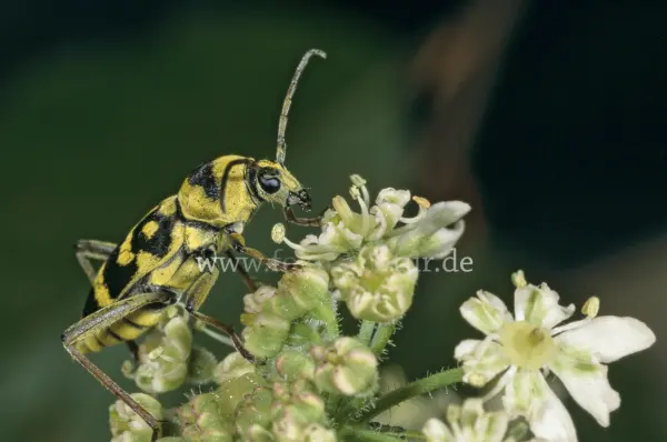 Fokus-Natur Bild