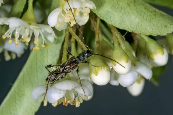 Fokus-Natur Bild