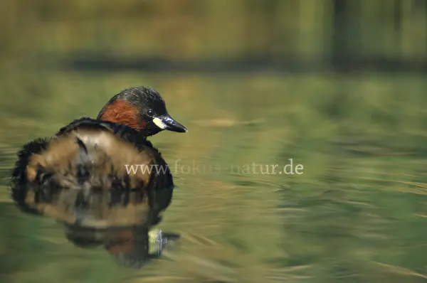 Fokus-Natur Bild