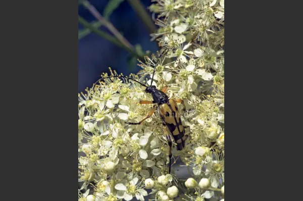 Fokus-Natur Bild