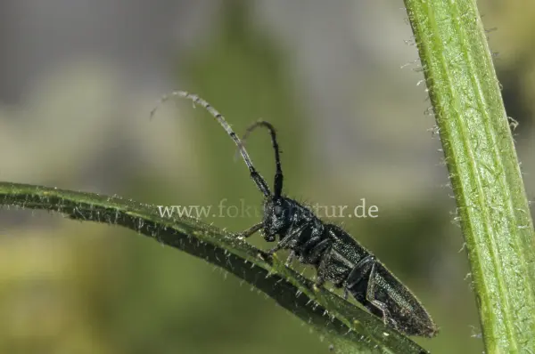 Fokus-Natur Bild