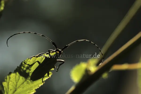 Fokus-Natur Bild