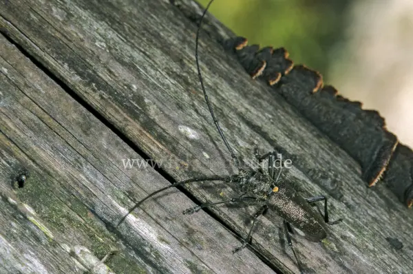 Fokus-Natur Bild