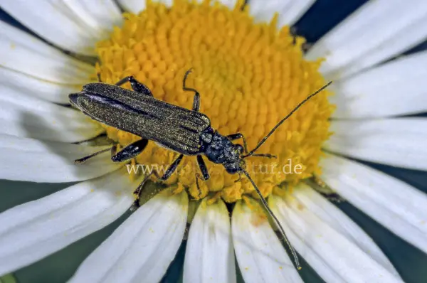 Fokus-Natur Bild