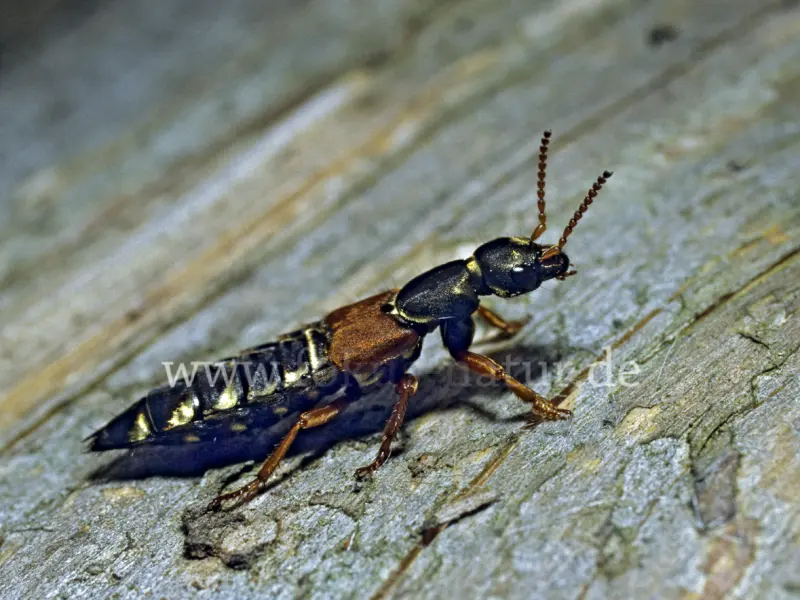 1486
