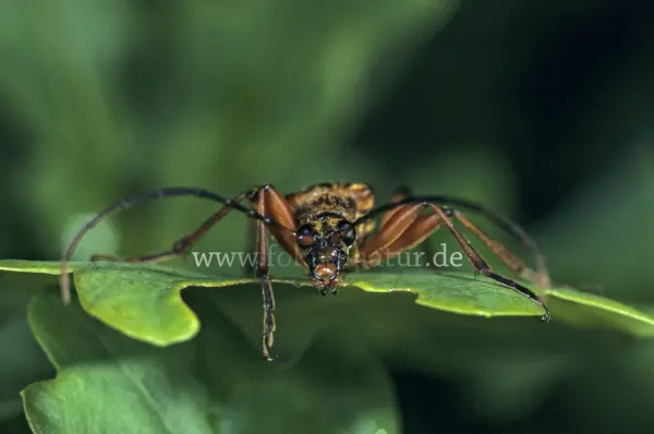 Fokus-Natur Bild