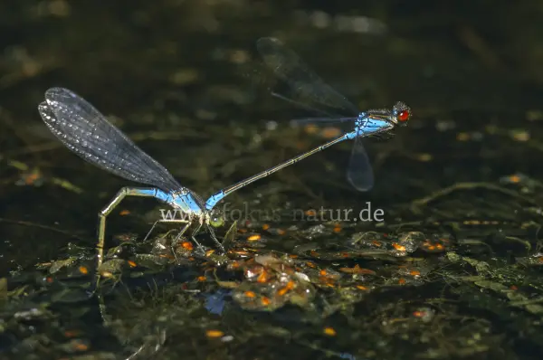 Fokus-Natur Bild