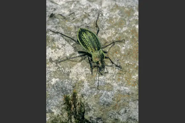 Fokus-Natur Bild