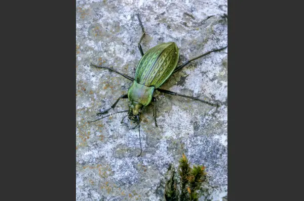 Fokus-Natur Bild