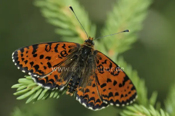 Fokus-Natur Bild
