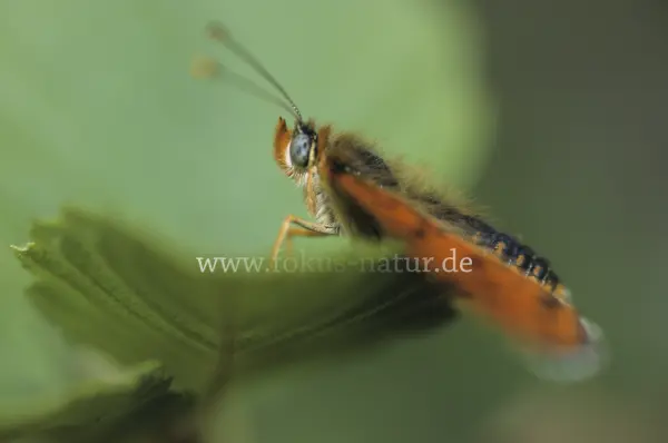 Fokus-Natur Bild