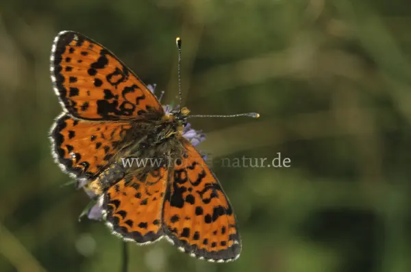 Fokus-Natur Bild