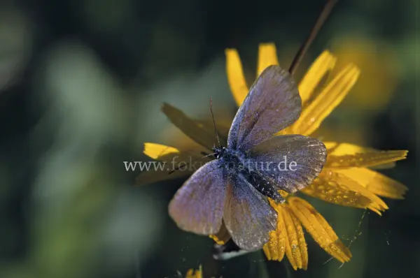 Fokus-Natur Bild