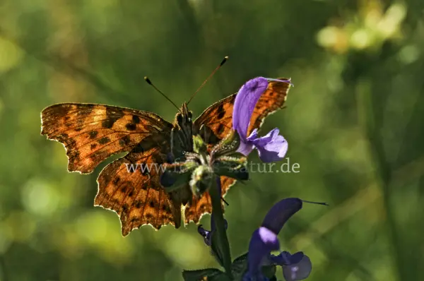 Fokus-Natur Bild