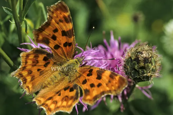 Fokus-Natur Bild