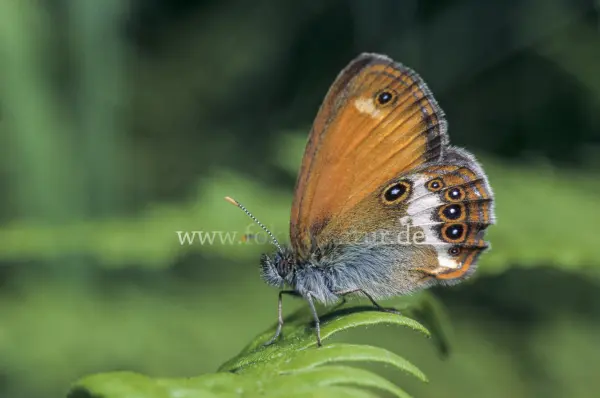 Fokus-Natur Bild