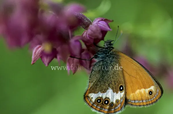 Fokus-Natur Bild