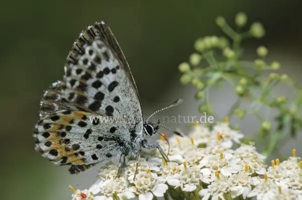 Fokus-Natur Bild