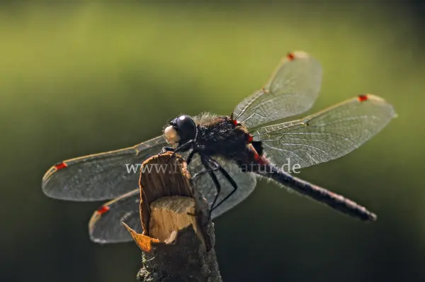 Fokus-Natur Bild