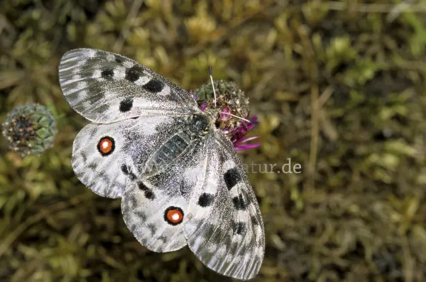 Fokus-Natur Bild