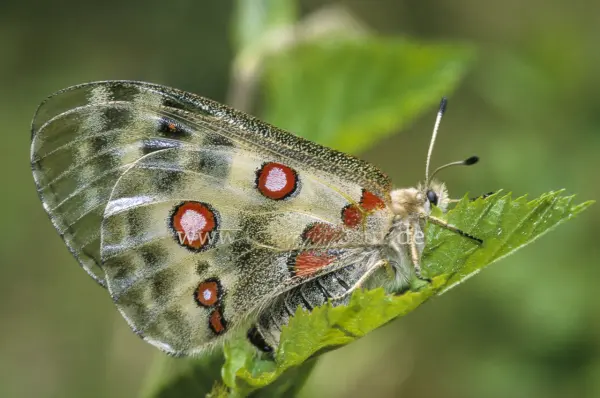 Fokus-Natur Bild