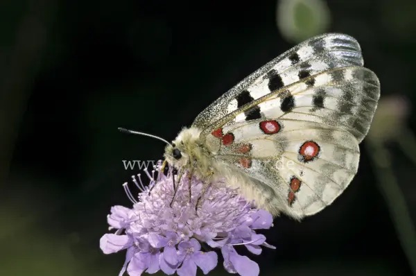 Fokus-Natur Bild