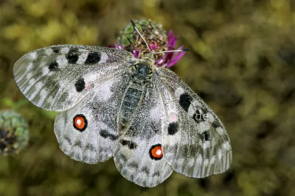 Fokus-Natur Bild