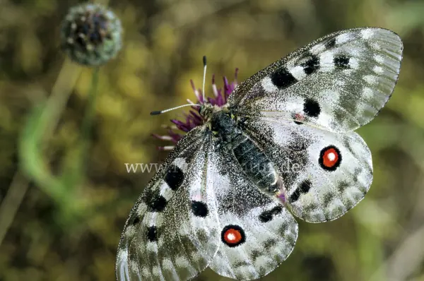 Fokus-Natur Bild