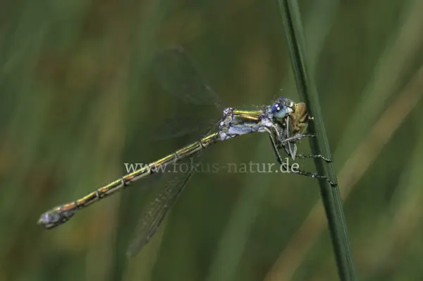 Fokus-Natur Bild