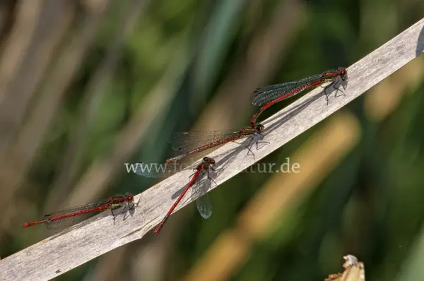 Fokus-Natur Bild