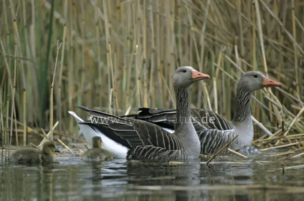 Fokus-Natur Bild