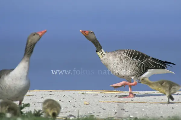 Fokus-Natur Bild