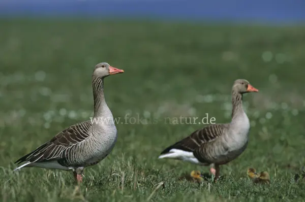 Fokus-Natur Bild