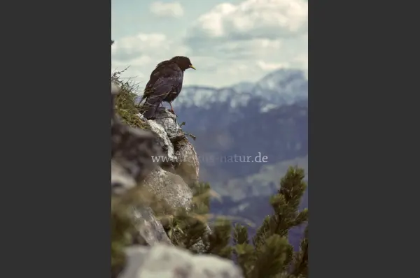 Fokus-Natur Bild
