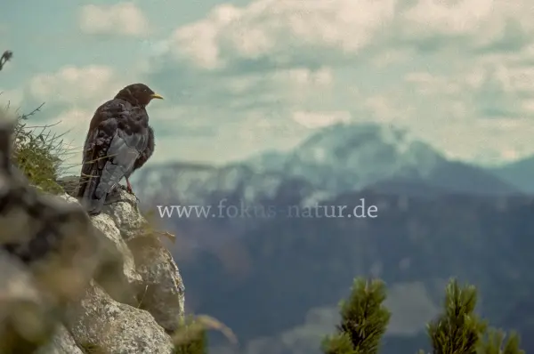 Fokus-Natur Bild