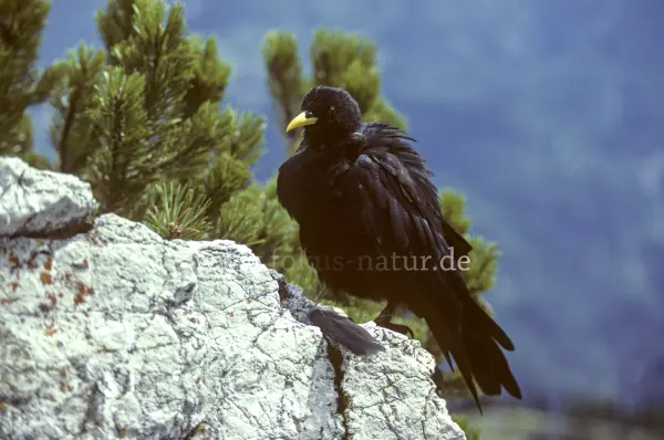 Fokus-Natur Bild