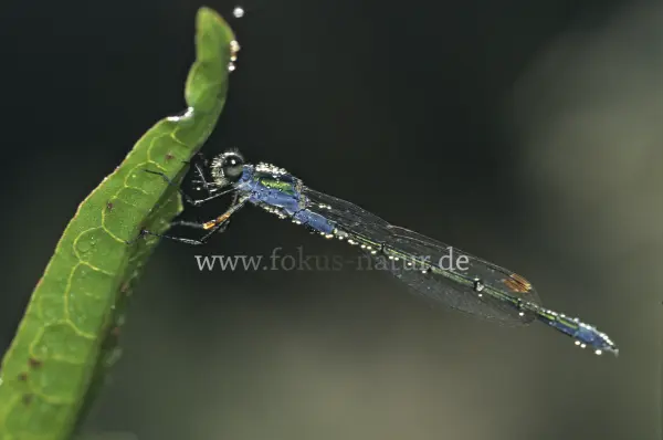 Fokus-Natur Bild