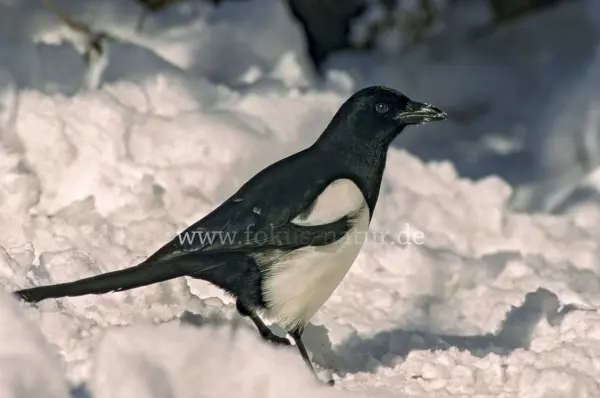 Fokus-Natur Bild