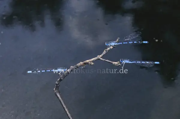 Fokus-Natur Bild