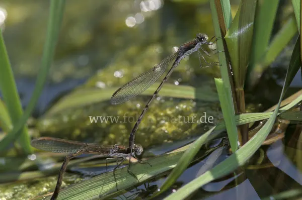 Fokus-Natur Bild