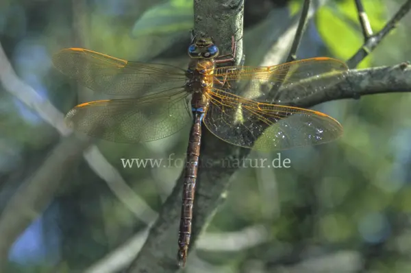 Fokus-Natur Bild